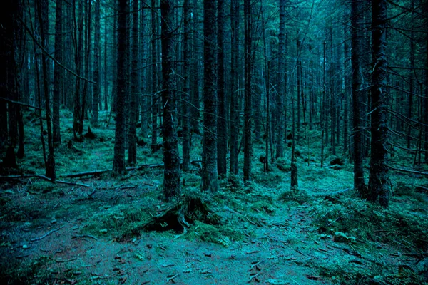 Floresta Nebulosa Assustadora Floresta Fundo Verde Turquesa Para Halloween — Fotografia de Stock