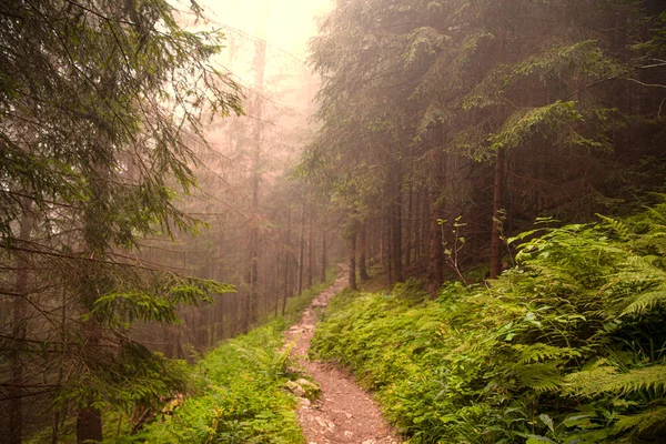 Path Forest Beautiful Autumn Landscape Beautiful Misty Day — 图库照片