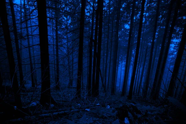 Bois Sombre Brumeux Fond Bleu Pour Halloween Brouillard Misère Effrayant — Photo