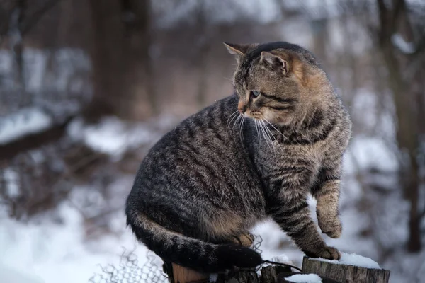 Tabby Cat Sits Pole Mesh Fence Village Winter Noticed Something — Stock Photo, Image