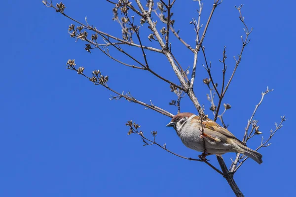 Mavi gökyüzüne karşı kuru bir dalda oturan bir serçe..