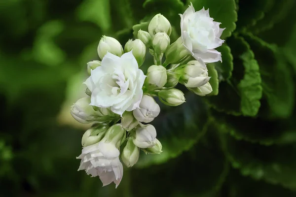 Krásné Bílé Květy Větvi Zelenými Listy Pohled Shora — Stock fotografie