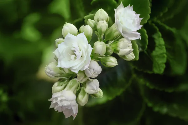 Bellissimi Fiori Bianchi Fiore Ramo Con Foglie Verdi Vista Dall — Foto Stock