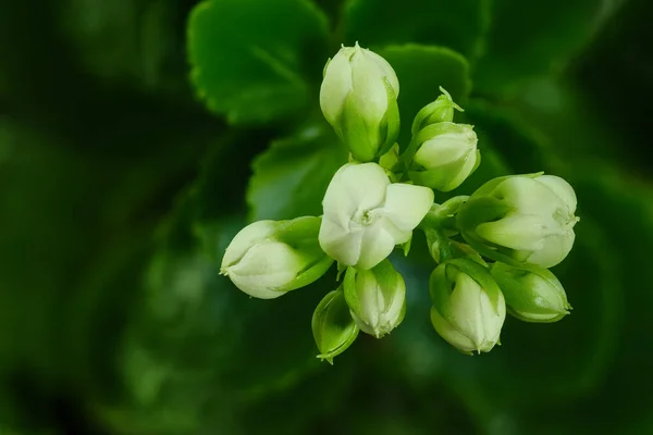 Yeşil yapraklı bir dalın üzerinde güzel beyaz tomurcuklar. Yukarıdan görüntüle.