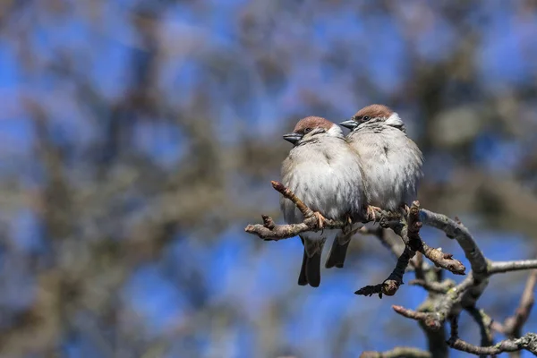 Two Sparrows Sit Apple Tree Branch Bask Warm Spring Sun Fotos De Stock