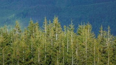 Güneş ışığıyla aydınlatılan çam ağaçlarının panoramik manzarası kozalaklı ormanlarla kaplı bir dağ yamacının arka planına karşı..