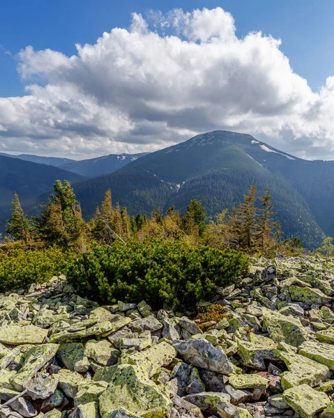 Summer Mountain Landscape Afternoon Cloudy Sky Stones Mountain Pines Foreground — Stock Photo, Image