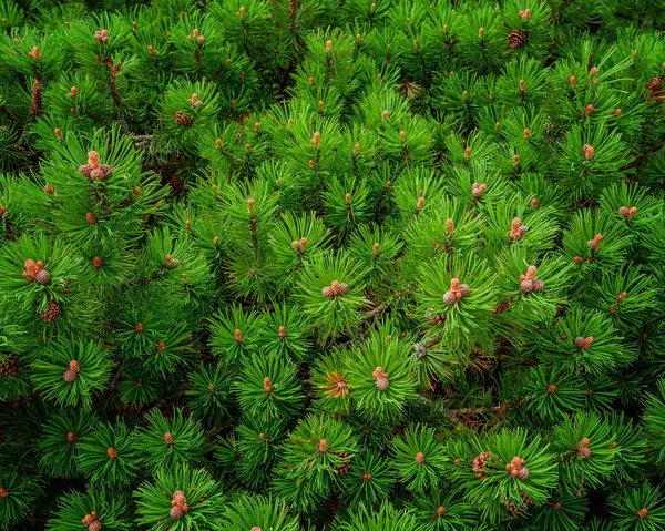 Background Green Alpine Pine Top View Background Design — Stock Photo, Image