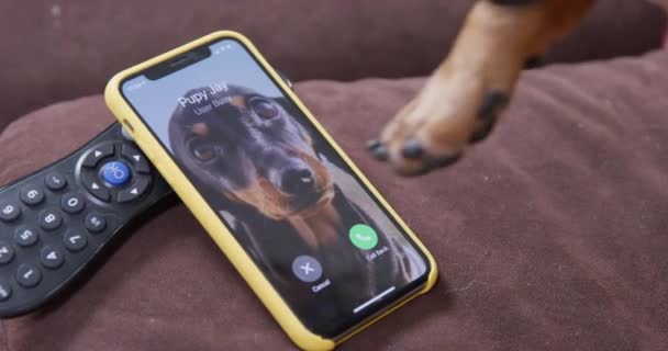 9月06 2021,サンクトペテルブルク,ロシア:素敵なダックスフント子犬ジェイはFaceTimeでその友人を呼び出します.犬は、その足でiPhone上の答えアイコンを押す,トップビュー,閉じる — ストック動画