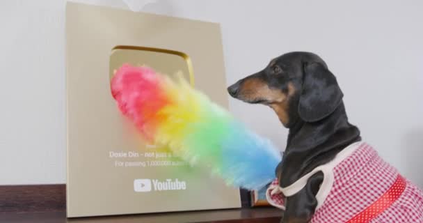 2021年9月6日，俄罗斯圣彼得堡：身着女佣制服、头戴羽毛粉刷器的腊肠小狗正在刷洗金色YouTube上的灰尘。 — 图库视频影像