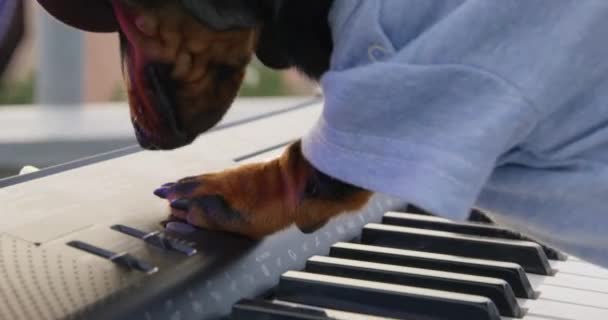 Cachorro divertido dachshund en sombrero de vaquero de ala ancha cambia el modo de sintetizador y juega magistralmente, presionando rápidamente las teclas con las patas, espectáculo al aire libre, de cerca — Vídeos de Stock