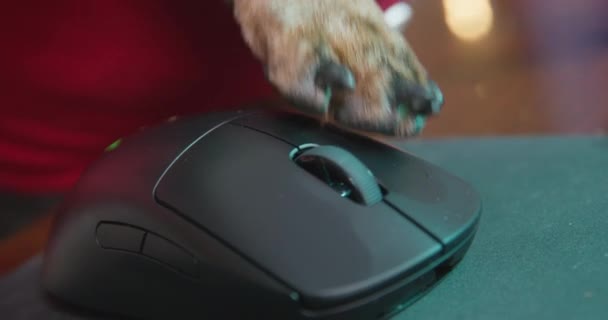 Dachshund chien appuie sur le bouton de la souris pour jouer au jeu vidéo — Video