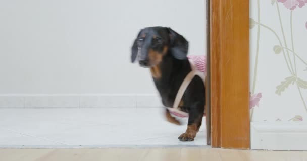 Dachshund cachorro en uniforme de criada ladra en la sala de luz — Vídeo de stock