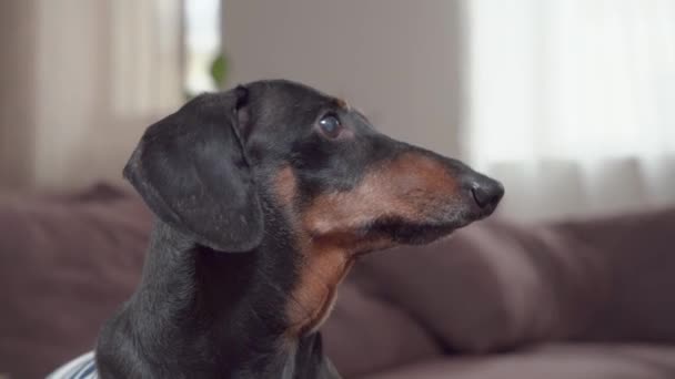 Το μαύρο dachshund κάθεται στον καναπέ και γαβγίζει και το σκάει — Αρχείο Βίντεο