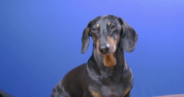 Dachshund cachorro con orejas largas ladra a la cámara en azul — Vídeo de stock