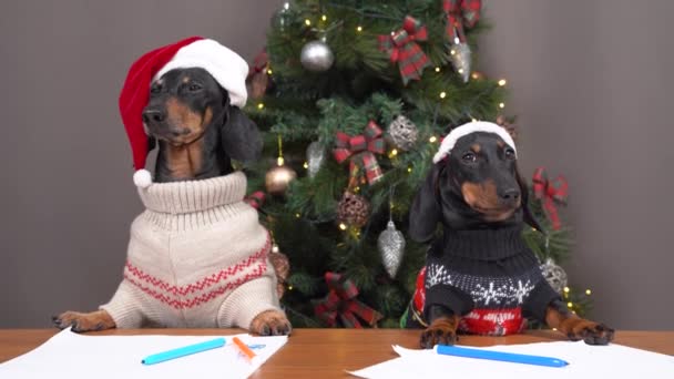 Кумедні тахшунські собаки в капелюхах і светрах Санта-Клауса мріють про подарунки, що притулилися до столу біля Різдва в світлій кімнаті, хочуть написати листа Санті. — стокове відео