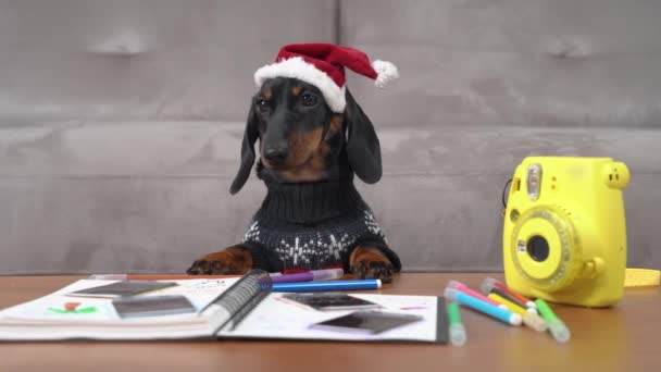 Vtipný jezevčík pes v santa klobouk se dívá na fotografie u stolu — Stock video