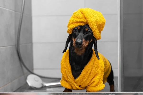 Bellissimo cucciolo bassotto in accappatoio giallo e con asciugamano avvolto intorno alla testa come un turbante sta sotto la doccia dopo il bagno. Procedure igieniche quotidiane o toelettatura per animali domestici — Foto Stock