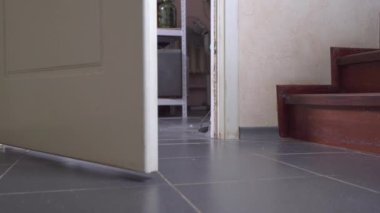 Futbol topunun daha küçük bir kopyası merdivenlerden sekerek düşer ve yarı açık kapıdan odaya uçar. Komik aktif dachshund köpeği bir oyuncağı kovalıyor.