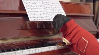 Kırmızı şenlikli kuyruklu komik bir köpek yavrusu gerçek bir maestro gibi piyanonun başına oturur. Müzikal skorla, yan bakışla müzik çalmaya hazır.