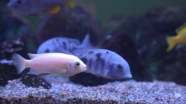 Cichlidae familyasından bir çift Doğu Afrika balığı ağzında küçük çakıl taşları topluyor, filtreleyip suya tükürüyor yiyecek ve küçük planktonlar bulmak için, kapatıyorlar.