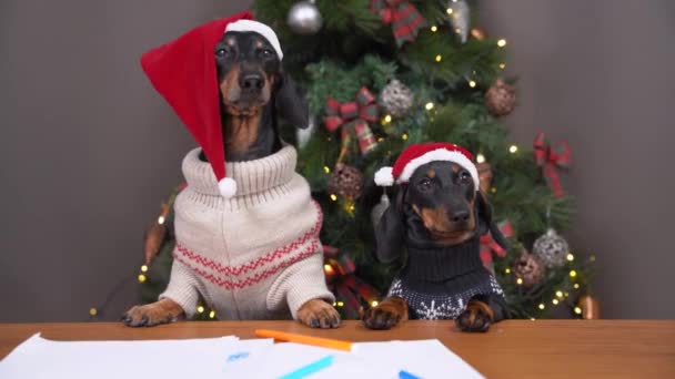 Perros divertidos en Santa sombreros y suéteres sueñan con regalos — Vídeos de Stock