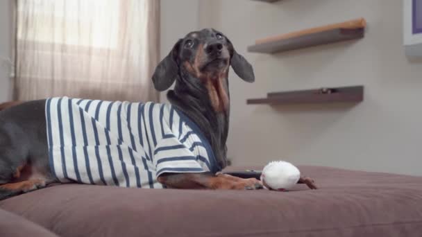 Divertido perro salchicha está jugando con el juguete en forma de muñeco de nieve acostado en el sofá. El perro observa sospechosamente a los que pasan y protege a su presa para que no se la lleven. — Vídeos de Stock