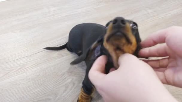 Руки людини натирають милий маленький чорний засмага такса шиї собаки — стокове відео