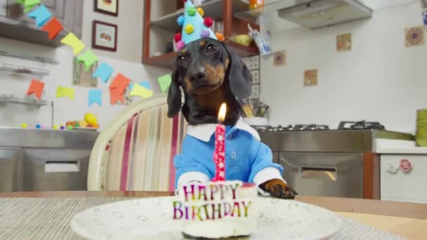 Filhote de cachorro dachshund engraçado em camisa azul e chapéu festivo está lambendo seus lábios com antecipação de delicioso bolo de aniversário, que está em pé sobre a mesa na frente dele com uma vela acesa, vista frontal — Vídeo de Stock