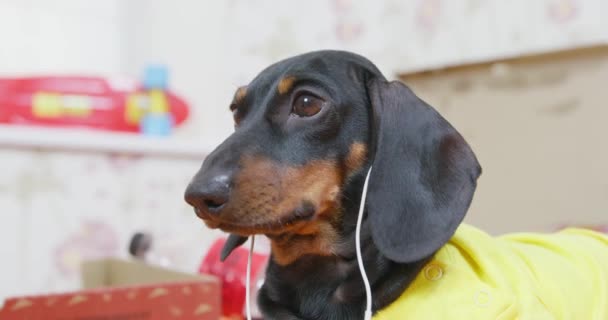 Dachshund dog listens to music with earphones in room — Stock Video