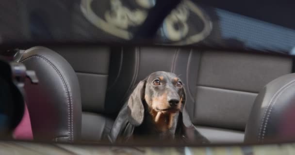 Dachshund cachorro se sienta en el salón de cuero del automóvil — Vídeos de Stock