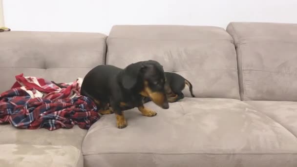 Küçük dachshund köpekleri büyük kanepede ekoseyle oynarlar. — Stok video