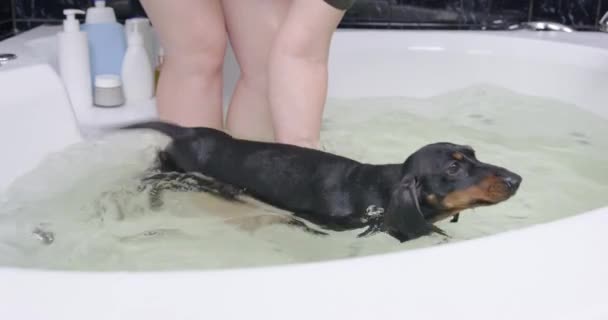 リハビリ入浴中に浴槽でダックスフンド犬とトレーナー — ストック動画