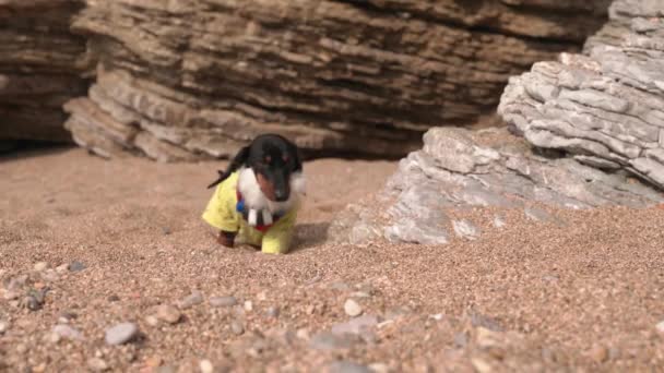 Dachshund puppy Robinson with beard and necklace on beach — Stock Video