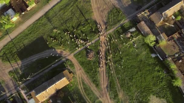 Drohne mit Kamera fliegt langsam über eine Schafherde, die auf dem Feld weiden und saftige grüne Gräser fressen wird, von oben gesehen. Es gibt eine Straße auf dem Weg der Tiere, die gefährliche Abschnitt ist — Stockvideo