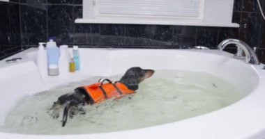 Güvenlik yeleği giymiş köpek yavrusu oval küvette yüzüyor.