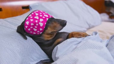 Dachshund köpeği gözlerini komik bir şekilde bağlar ki ışık uyurken rahatsız etmesin. Evcil hayvan battaniyenin altında yatar. Bir şey hayvanı uyandırdı, hemen kalktı ve durumu kontrol etmeye gitti.