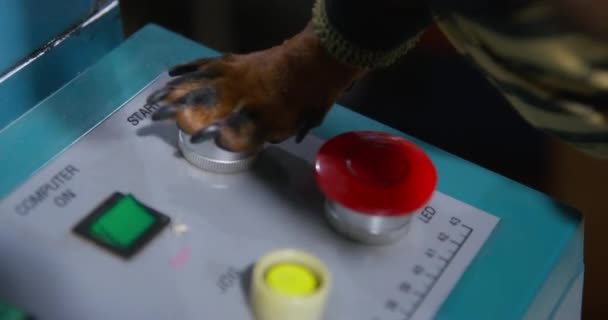 Dachshund用爪子按下遥控器上的启动按钮 — 图库视频影像
