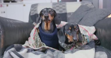 Yünlü battaniyeye sarılı sıcak süveter giymiş iki şirin dachshund köpeği koltukta oturuyorlar ve etraflarında neler olduğunu dikkatle izliyorlar. Tatil ve soğuk mevsim kavramı