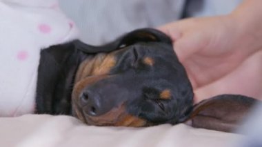 Komik, yumuşak pijamalı şirin bir dachshund köpeği ya sabah uyanır ya da gece uyumaya hazırlanır, bu yüzden yatakta uzanıyor, kapat. Sahibi, evcil hayvanın boynunu ve kulağını tırmalıyor.