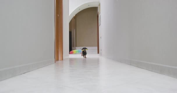 Dachshund en vestido de criada corre sosteniendo cepillo de plumero a lo largo del pasillo — Vídeo de stock