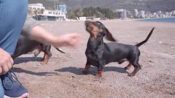Female handler or owner attacks funny active dachshund puppy with her hand while joyfully playing with it on the beach during a walk, nice sunny day, close up — Stock Video