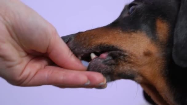 สุนัข Dachshund พยายามที่จะใช้ขนมที่ซ่อนอยู่ในมือของผู้หญิง — วีดีโอสต็อก