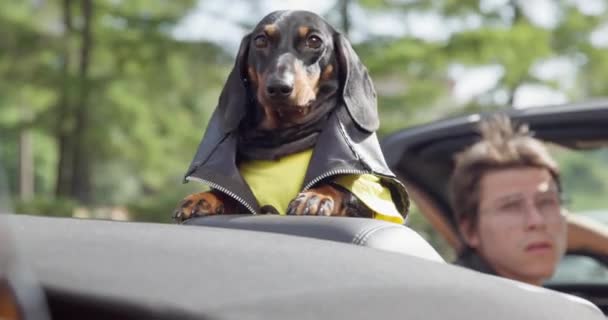 Vicces tacskó kutya és sofőr kabrió autóban — Stock videók