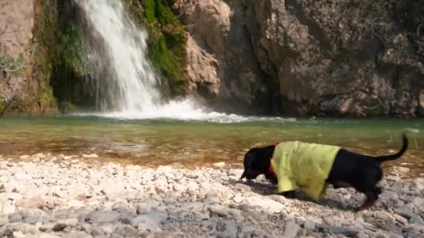 Der süße Dackelwelpe wurde bei einem aktiven Spaziergang durch wilde und schwer erreichbare Orte müde und hielt am Wasserfall an, um Wasser zu trinken. Extreme Reise — Stockvideo