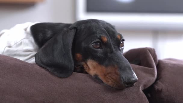 Sausage dog in white lies on brown cushion and blinks — Stock Video