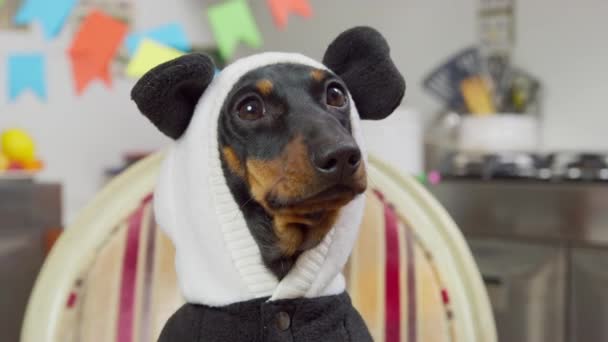 Портрет милої собаки таксі в кумедній теплій куртці з капюшоном з вухами панди, гавкає в кімнаті, прикрашеній для святкового маскарадного вечірки, вид спереду — стокове відео