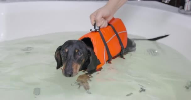トレーナーはリハビリ入浴を行うダックスフント子犬を保持しています — ストック動画