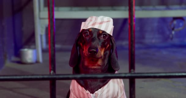 Pobre cachorro dachshund em uniforme de prisão listrado com um boné está sentado em confinamento solitário, vista frontal de perto. Cão foi preso por mau comportamento ou violação da lei, ou por engano — Vídeo de Stock