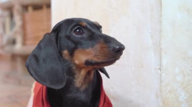 Kırmızı şenlik ceketli sevimli dachshund köpeği öfkeyle havlar, yemek, oyun ya da sahibinden ilgi ister, sonra gider, kapar. Sabırsız köpek.